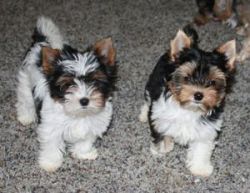 Home Trained Biewer Puppies