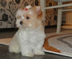adorable biewer golddust teacup yorkie puppies for sale