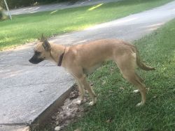 owner is homeless looking to sell the dog/ very shy, friendly,