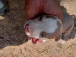 Puppies pitbull puppies for sale