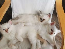 Cute Birman Kittens Available