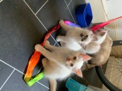 Birman Kittens Boy Available