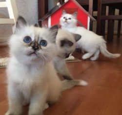 Cute birmans kitten
