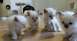 Top Class Birman kittens Available Now