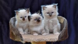 Birman kittens