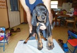 Healthy Black and Tan Coonhound Puppies