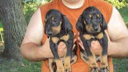 Affectionate Black and Tan Coonhound Puppies