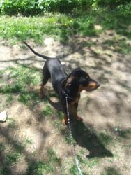 Full blooded black and tan blue tic hound