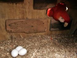 Fertile and healthy parrot eggs for sale