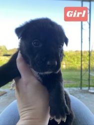 Black mouth cur mix puppies
