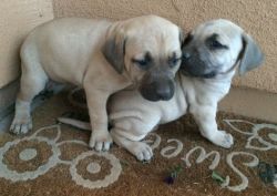 Black Mouth Cur puppies with black mouth ready