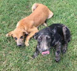 Black Mouth Cur / CatahoulaLeopard / Blue Lacy Pups