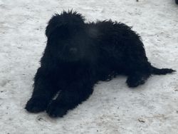 Black Russian Terrier 4 month