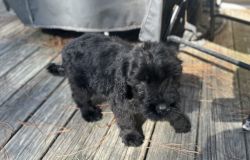 10 week old Black Russian Terriers
