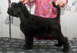 Black Russian terriers puppies with big experience