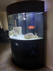 144 Gallon Salt water fish tank