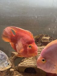 Big size red blood parrot fish of 5+inches