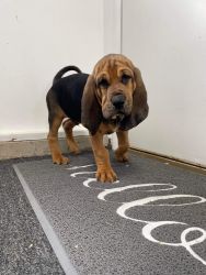 AKC Blood Hound Puppies For Sale