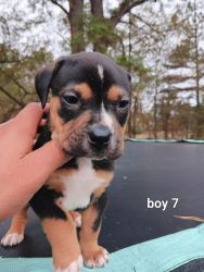 Looking to rehome puppies