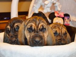 BloodHound Puppies for sale