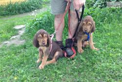 bloodhound male and female puppies available for sale