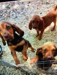 CKC Registered Bloodhound Puppies 2 females left in this litter