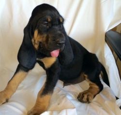 New litter of Bloodhound Puppies For Sale