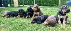 Bloodhound Puppies For Sale