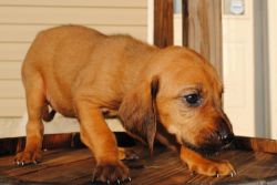 Gorgeous Bloodhound Puppies For Sale.!