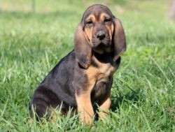 Top quality AKC Bloodhound puppies