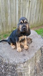 AKC Well Socialized Bloodhound Puppies
