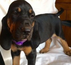 Adorable Bloodhound Puppies For Sale.