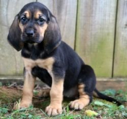 AKC Registered Bloodhound Puppies For Sale. Text (xxx) xxx-xxx2