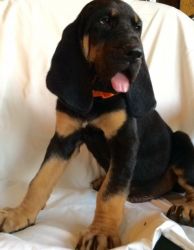 Beautiful Bloodhound Puppies Available