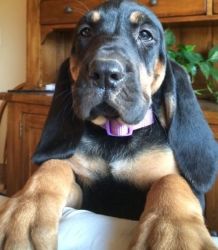 Beautiful Bloodhound Puppies For Sale.