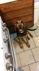 7 month old bloodhound looking for his forever home