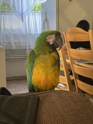 5 year old Macaw