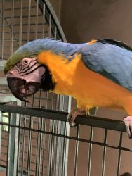 Blue and Yellow Macaw - Pepsi