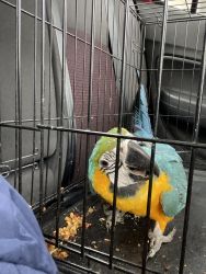About 1-yo macaw