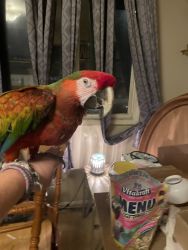 Scarlet, macaw parrot for sale