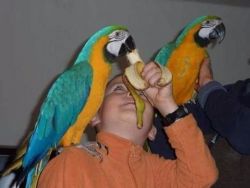 Blue and Yellow Macaws Available