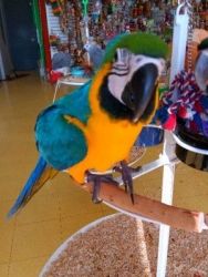 Caring Blue & Gold macaws
