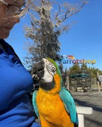 Hand Reared Blue and Yellow Macaws For Sale