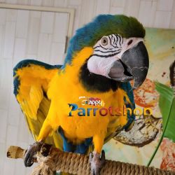 Well Socialized Blue and Gold Macaws for sale
