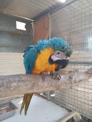 Blue & Gold Macaws hand raised tame young