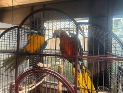 Health Tested Pair Blue and Gold Macaws