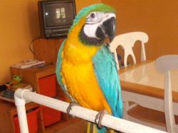 Blue and Gold Macaw With Cage