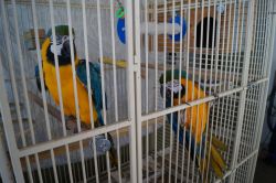 Bonded/Breeding pair of Blue and Gold Macaws