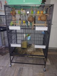 Budgies and 5 finches
