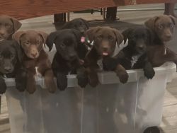 9 beautiful lab pups need good homes